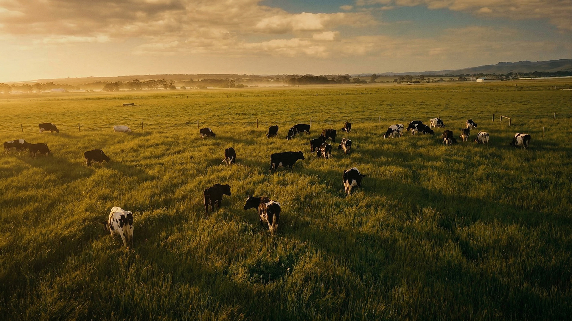 One Herd One Milk